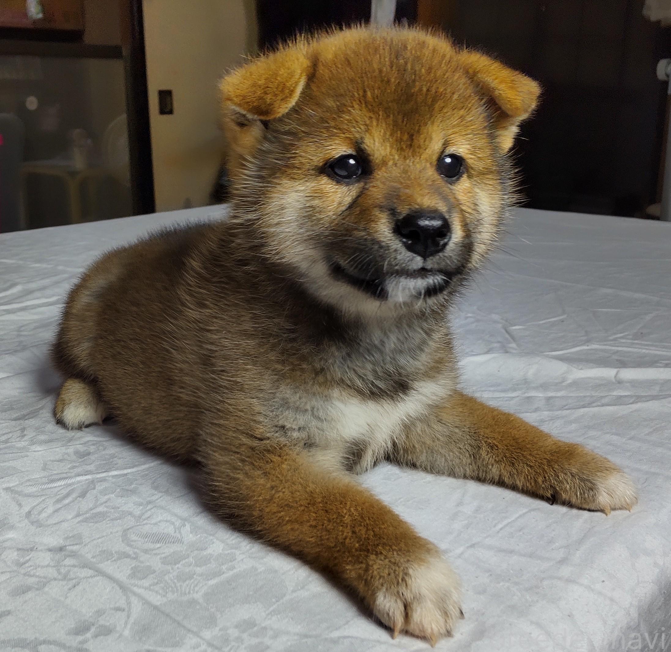 販売中の秋田県の柴犬-396400